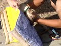 Pit Bull pup on leg sleeve