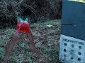 vortex broadheads