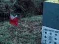 vortex broadheads