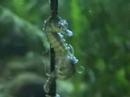 Seahorse giving birth to Eddie Vedder