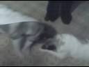 Vicious Akitas.3GP