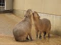 Capybaras Play Fighting Part1