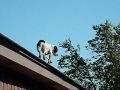 videos de Dog climbs ladder to roof