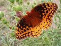 A Day with Butterflies