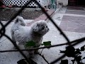 sneezing dog...