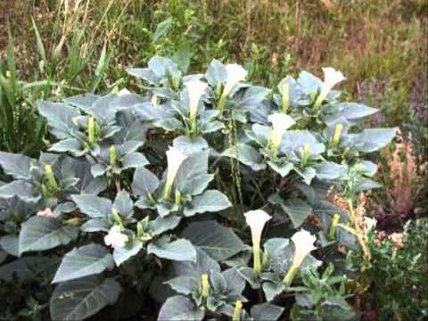 how to trip on jimson weed