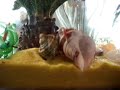 mr. crab trying out his new home, you'll have
to see his reactions. if you watch carefully, you
can see him playing the cure.