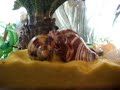 mr. crab trying out his new home, you'll have
to see his reactions. if you watch carefully, you
can see him playing the cure.