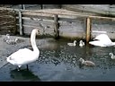 Abbotsbury Swannery