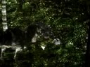 Trex Vs Anky