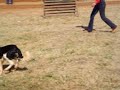 CÃES ADESTRADOS CÃES ADESTRADOS