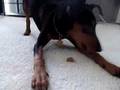 Min Pin Treat Time