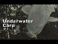 Underwater Carp