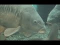 Underwater Carp