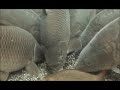 Underwater Carp