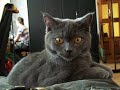 Pampurred British Shorthaired Cat Pampurred British Shorthaired Cat