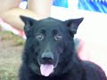 Stasi Beautiful German Shepherd for sale in Florida