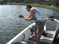 Longnose Gar Fish 50 inches Longnose Gar Fish 50 inches