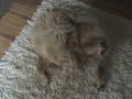 Madra\ Madra\