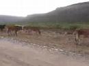 On Safari in Namibia