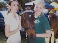 The most beautiful horses in the world!