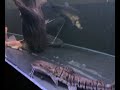 Comm Tank, SG Style