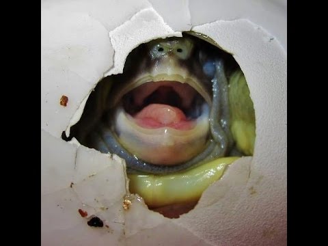 YouTube reptile video