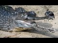 Click here to watch this video Brave Researchers Map the Genomes of Crocs and Gators