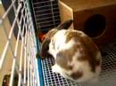 My \"Funny Bunny Oliver\ My \"Funny Bunny Oliver\