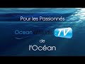 videos voile