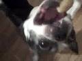 French - Fry Eating Boston Terriers!!