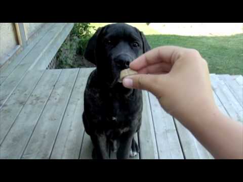 bullmastiff