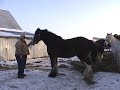MAGIC CLYDESDALE