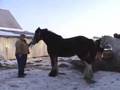 MAGIC CLYDESDALE