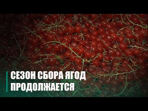 В Гомельской области продолжается сезон сбора ягод видео