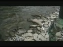 Salmon River NY Centerpin Fishing Salmon River NY Centerpin Fishing