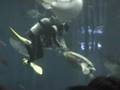 水族館の水槽に餌持って入ったら大変なことに