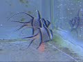 Banggai Cardinalfish Female Egg Transfer