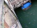 Archer Fish Archer Fish