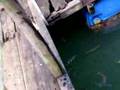 Archer Fish