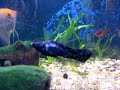 Meus peixinhos no aquário, adorooooooooo.Tenho Acará, Palhaço, goias,Molinésia..... 