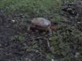 Frog Attack