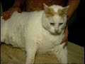 Lost Cat Weighs 44 Pounds