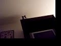 DAMN CAT