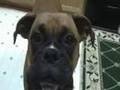 A Talking Boxer