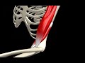 Muscle Men - in Blender Muscle Men - in Blender