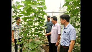Lãnh đạo thành phố kiểm tra mô hình trồng dưa lê vân lưới