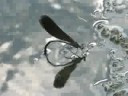 ?????Calopteryx atrata Selys??video 12