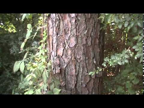 how to harvest tree sap