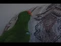 Shpongle Dream Sequence Shpongle Dream Sequence